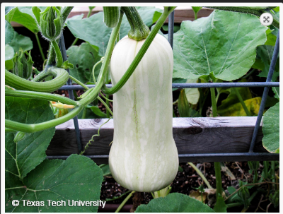 Picture of Hybrid F1 Good Flavor Milk Pumpkin Seeds 10 PCS