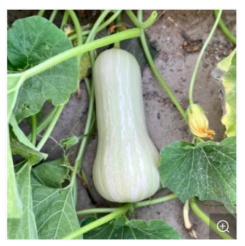 Picture of Hybrid F1 Good Flavor Milk Pumpkin Seeds 10 PCS