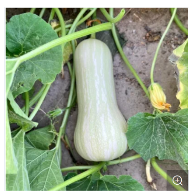 Picture of Hybrid F1 Good Flavor Milk Pumpkin Seeds 10 PCS