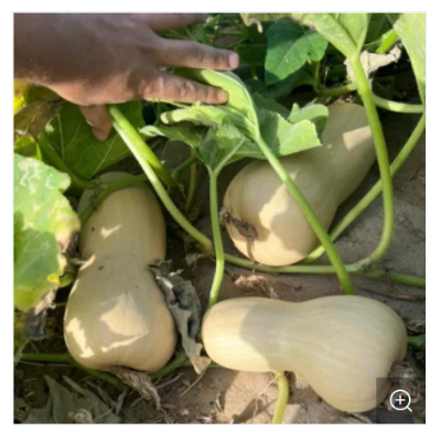 Picture of Hybrid F1 Good Flavor Milk Pumpkin Seeds 10 PCS