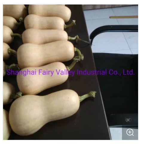 Picture of Hybrid F1 Good Flavor Milk Pumpkin Seeds 10 PCS