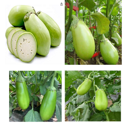 Picture of Hybrid green eggplant seeds 10 pcs