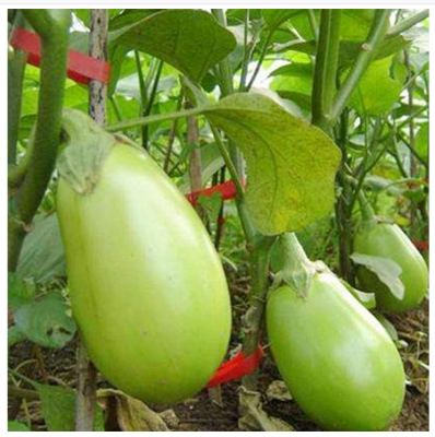 Picture of Hybrid green eggplant seeds 10 pcs