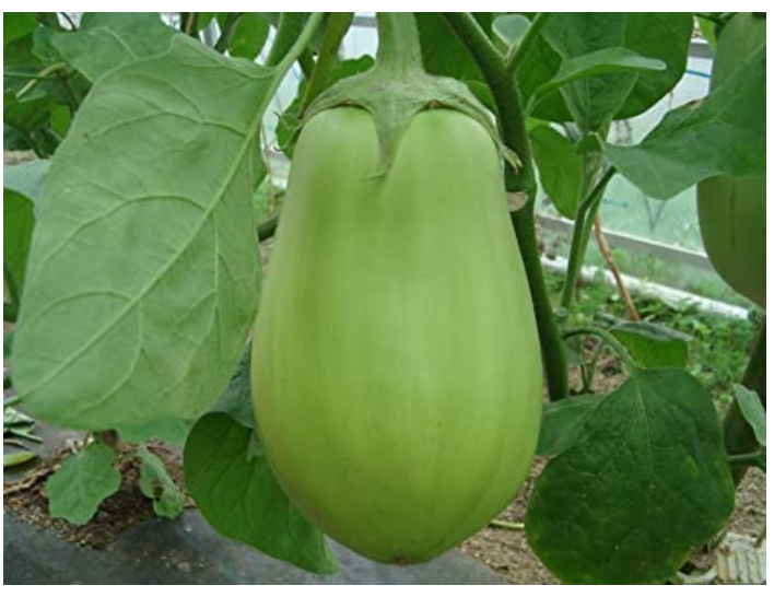 Picture of Hybrid green eggplant seeds 10 pcs