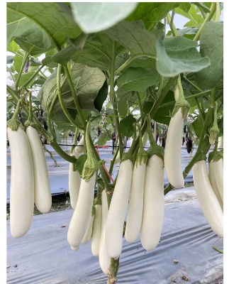 Picture of Hybrid Eggplant seeds white handsome 10 pcs