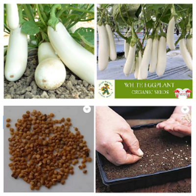 Picture of Hybrid Eggplant seeds white handsome 10 pcs