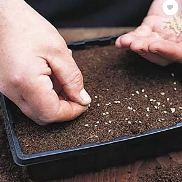 Picture of Hybrid Eggplant seeds white handsome 10 pcs