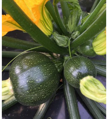 Picture of Hybrid dark green peel squash seeds Black 5 pcs pack