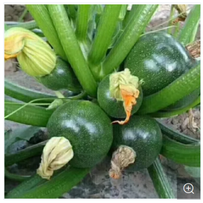 Picture of Hybrid dark green peel squash seeds Black 5 pcs pack