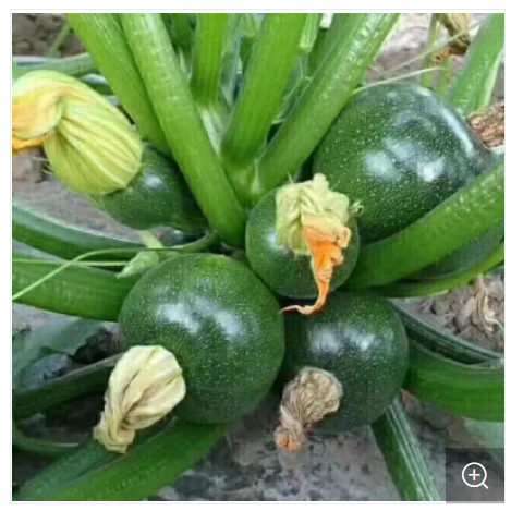 Picture of Hybrid dark green peel squash seeds Black 5 pcs pack