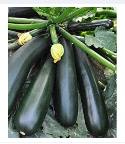 Picture of Squash Seeds -Black Beauty Zucchini 10 seeds