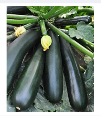 Picture of Squash Seeds -Black Beauty Zucchini 10 seeds