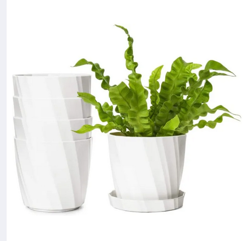 Picture of Camellia Planter With Tray - 5 Pcs 4 Inch