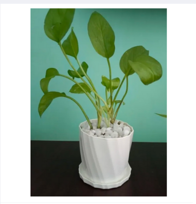 Picture of Camellia Planter With Tray - 5 Pcs 4 Inch