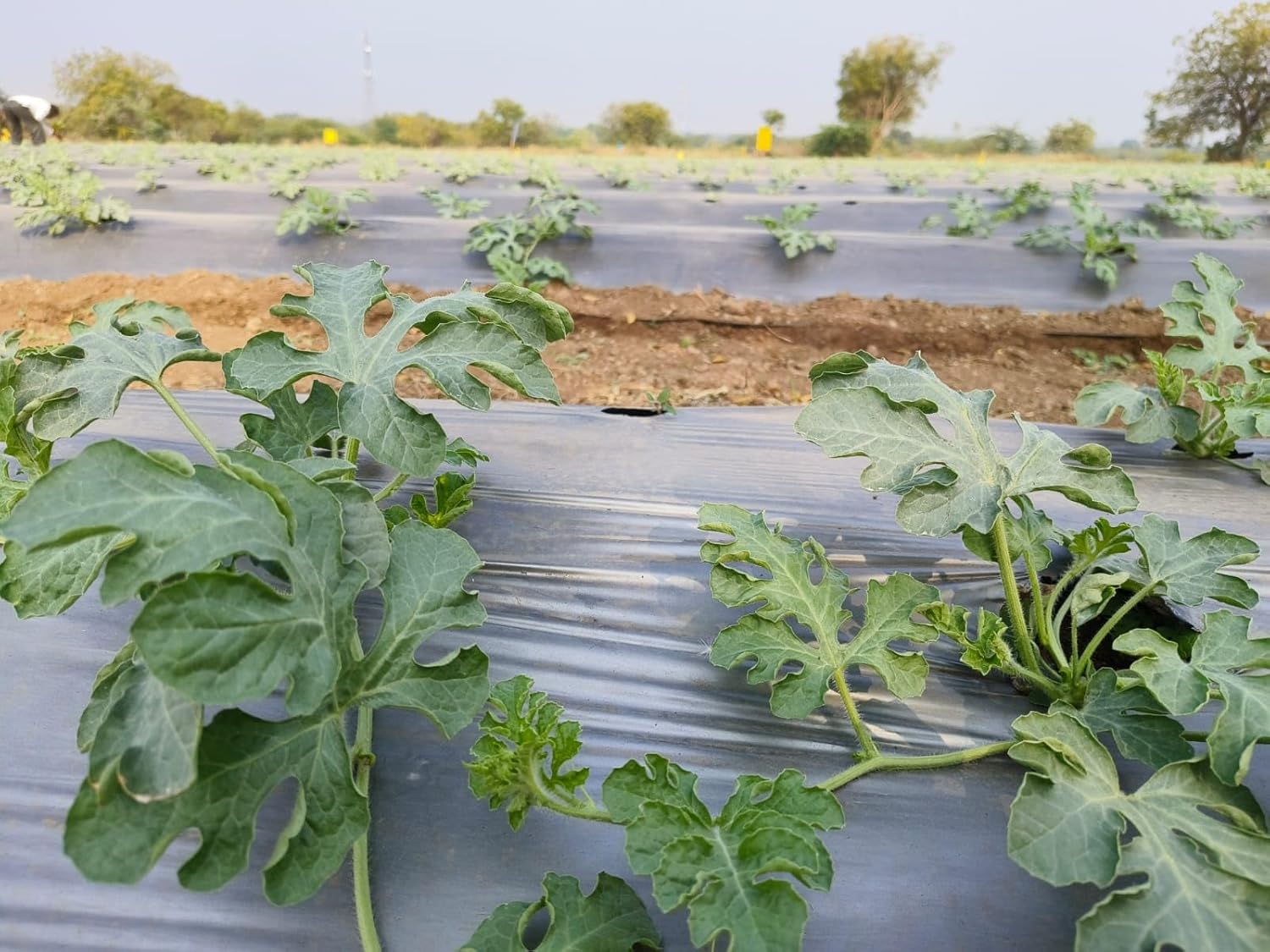 Picture of Malching Paper (মালচিং পেপার) (৩ ফুট৩ ইঞ্চি চওড়া বাই ২০ ফুট লম্বা ) কালো + সিলভার