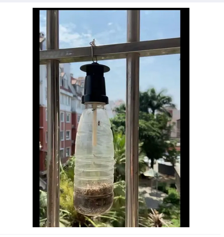 Picture of fruit fly trap Plastic Mini Pheromone Lure Insect Control Fruit Fly Bottle Trap -Pheromone Trap head for use in agriculture 1 Head