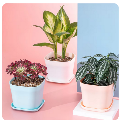 Picture of Flower pot white Color 10 pcs with tray(7CM)-Succulent pot