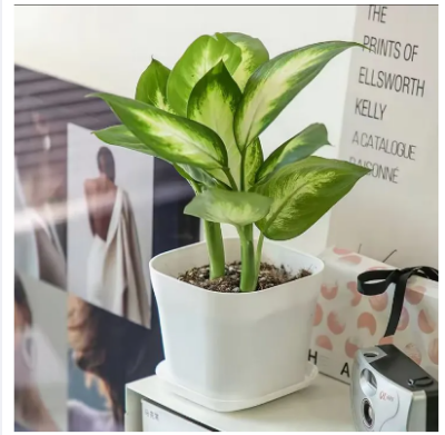 Picture of Flower pot white Color 10 pcs with tray(7CM)-Succulent pot