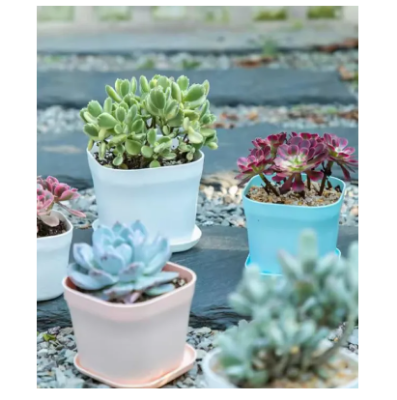 Picture of Flower pot white Color 10 pcs with tray(7CM)-Succulent pot
