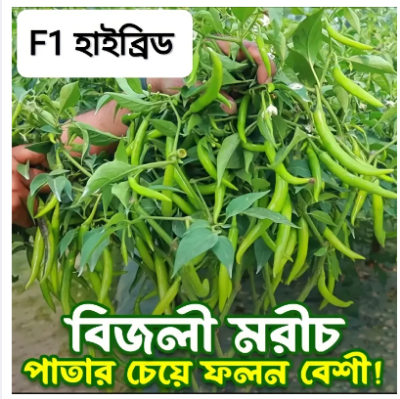 Picture of High Quality F1 Hybrid Bijli Morich  20 PCS