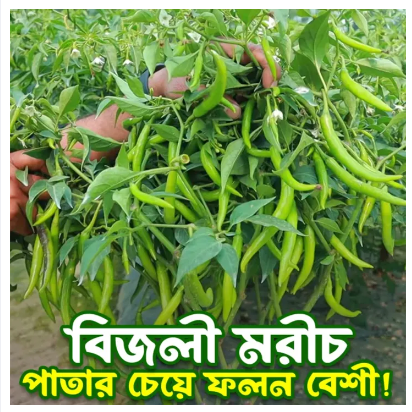 Picture of High Quality F1 Hybrid Bijli Morich  20 PCS