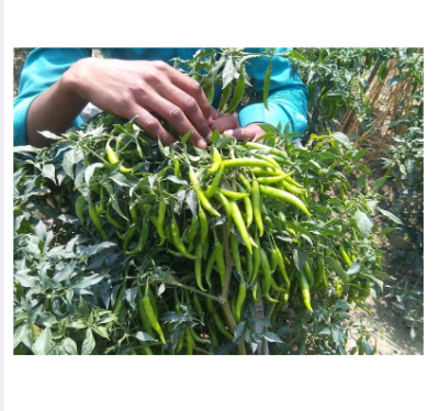 Picture of High Quality F1 Hybrid Bijli Morich  20 PCS