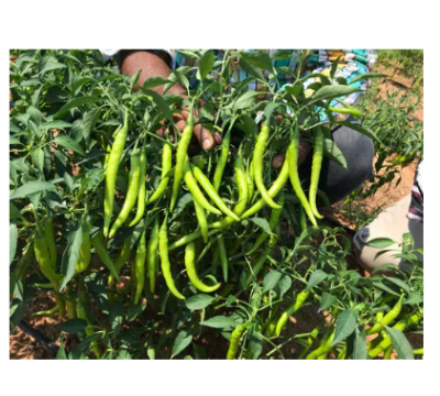 Picture of High Quality F1 Hybrid Bijli Morich  20 PCS