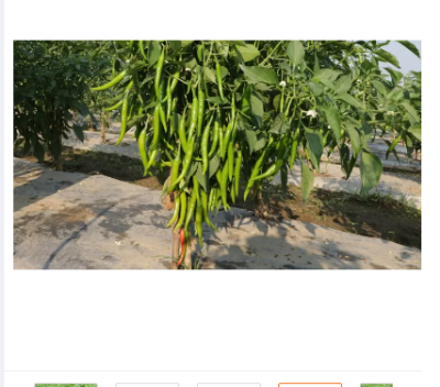 Picture of High Quality F1 Hybrid Bijli Morich  20 PCS