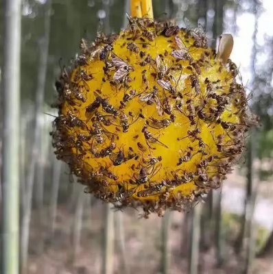 Picture of Fruit Fly Traps with Spherical Strong Adhesive to Trap Small Flying Insects and Pests in Orchard Farms 1 Pcs