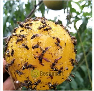 Picture of Fruit Fly Traps with Spherical Strong Adhesive to Trap Small Flying Insects and Pests in Orchard Farms 1 Pcs