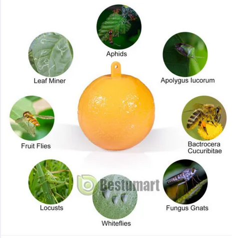Picture of Fruit Fly Traps with Spherical Strong Adhesive to Trap Small Flying Insects and Pests in Orchard Farms 1 Pcs