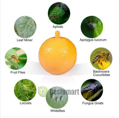 Picture of Fruit Fly Traps with Spherical Strong Adhesive to Trap Small Flying Insects and Pests in Orchard Farms 1 Pcs