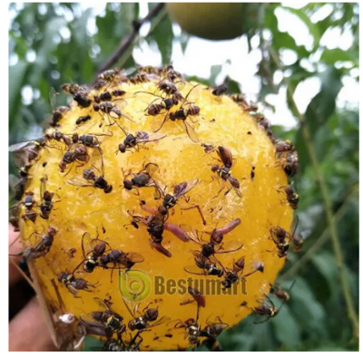 Picture of Fruit Fly Traps with Spherical Strong Adhesive to Trap Small Flying Insects and Pests in Orchard Farms 1 Pcs