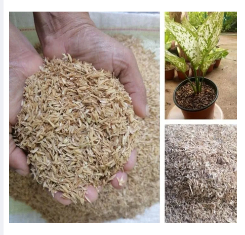 Picture of Organic Natural Rice PLANT Rice Husk for Gardening (1/2 kg)