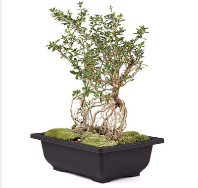 Picture of Bonsai Training Pots 3 Pcs(6 Inchi) With Tray-Premium Plant Pot, Flower Succulent Bonsai Pots Container for Garden, Yard, Office, Balcony, Home Decorative, Indoor, Outdoor