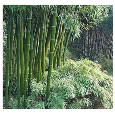 Picture of Moso Bamboo Seeds 100 seeds - Exotic Garden Shade Plants, Fast Growing Trees