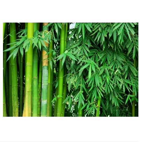 Picture of Moso Bamboo Seeds 100 seeds - Exotic Garden Shade Plants, Fast Growing Trees