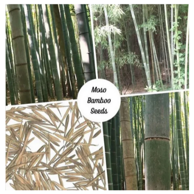 Picture of Moso Bamboo Seeds 100 seeds - Exotic Garden Shade Plants, Fast Growing Trees