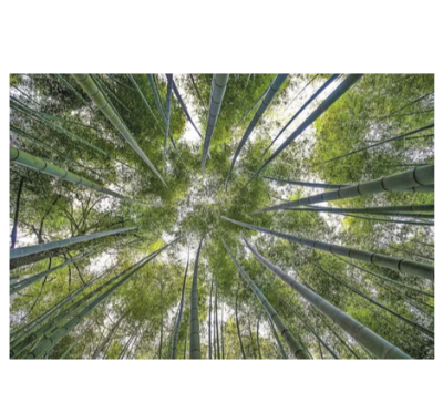 Picture of Moso Bamboo Seeds 100 seeds - Exotic Garden Shade Plants, Fast Growing Trees