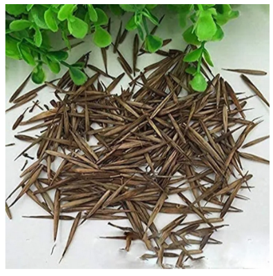 Picture of Moso Bamboo Seeds 100 seeds - Exotic Garden Shade Plants, Fast Growing Trees
