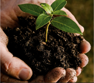 Picture of Organic Fertilizer, Cow Dung Manure for Plants 3 Kg