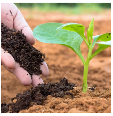 Picture of Organic Fertilizer, Cow Dung Manure for Plants 3 Kg