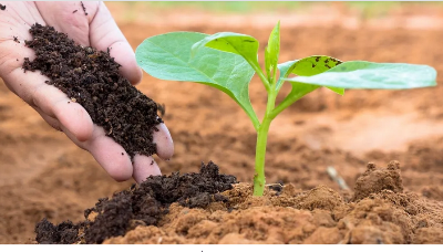 Picture of Organic Fertilizer, Cow Dung Manure for Plants 3 Kg