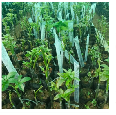 Picture of Grafting cap cover Size- 2 x 10 inch Garden and Nursery Pack of 50