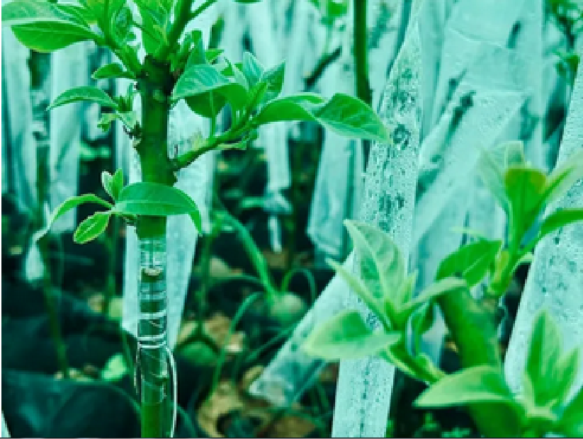 Picture of Grafting cap cover Size- 2 x 10 inch Garden and Nursery Pack of 50