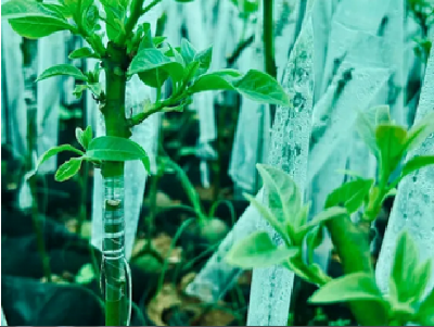 Picture of Grafting cap cover Size- 2 x 10 inch Garden and Nursery Pack of 50