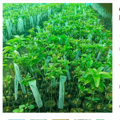 Picture of Grafting cap cover Size- 2 x 10 inch Garden and Nursery Pack of 50