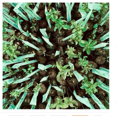 Picture of Grafting cap cover Size- 2 x 10 inch Garden and Nursery Pack of 50