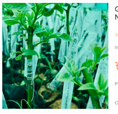 Picture of Grafting cap cover Size- 2 x 10 inch Garden and Nursery Pack of 50