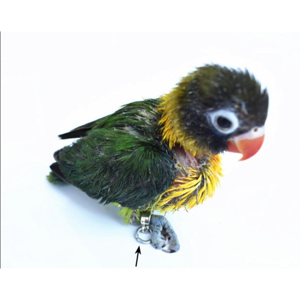 Picture of china anklet for lovebird